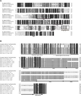 Genomic Properties and Temporal Analysis of the Interaction of an Invasive Escherichia albertii With Epithelial Cells